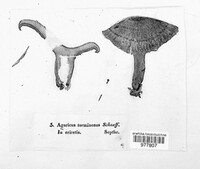 Lactarius torminosus image